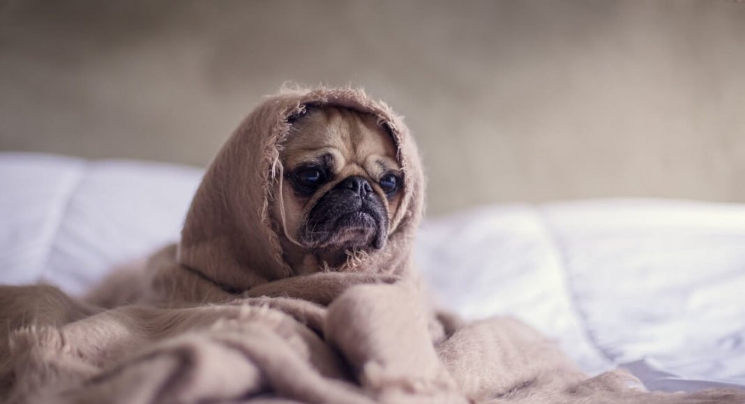 dog in blanket