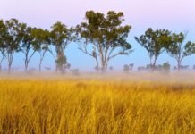 America has corn and Asia has rice. It’s time Australia had a native staple food Native grasses | Photo: Shutterstock