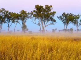 Native grasses | Photo: Shutterstock