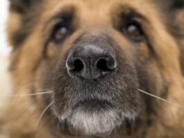 Sniffing dogs | Photo: Shutterstock