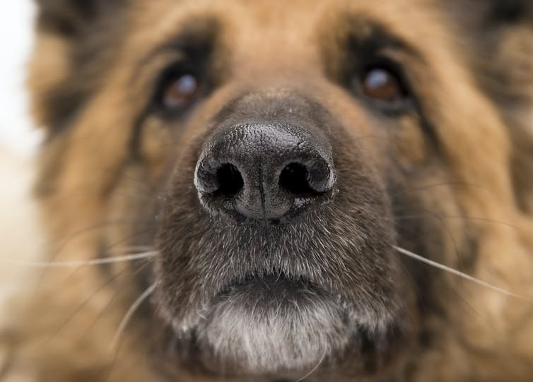 these-dogs-are-trained-to-sniff-out-the-coronavirus-most-have-a-100