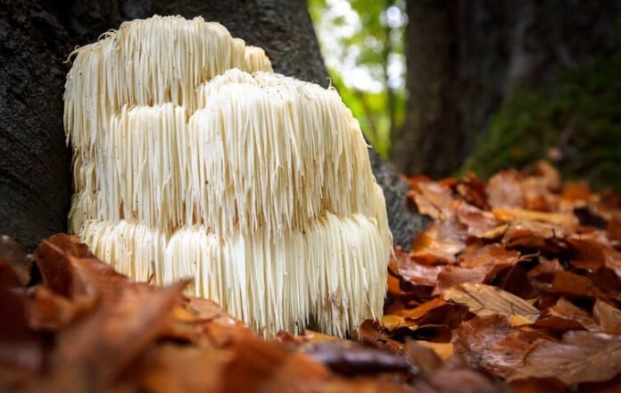 Vegan mushrooms as leather | Shutterstock
