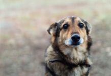 Protect your dog from this new deadly disease outbreak. We still don’t know how it got here Dog | Photo: Shutterstock