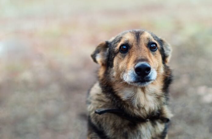 Dog | Photo: Shutterstock