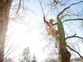 arborist, tree lopper | Photo from Shutterstock