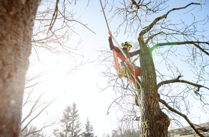 arborist tree lopper arborist, tree lopper | Photo from Shutterstock